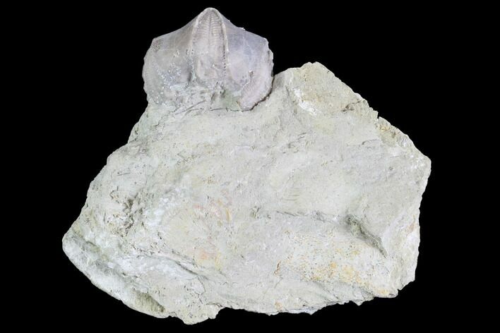 Blastoid (Pentremites) Fossil - Illinois #86454